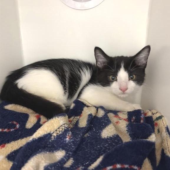 Avalon, Adoptable, Kitten Male Domestic Medium Hair.