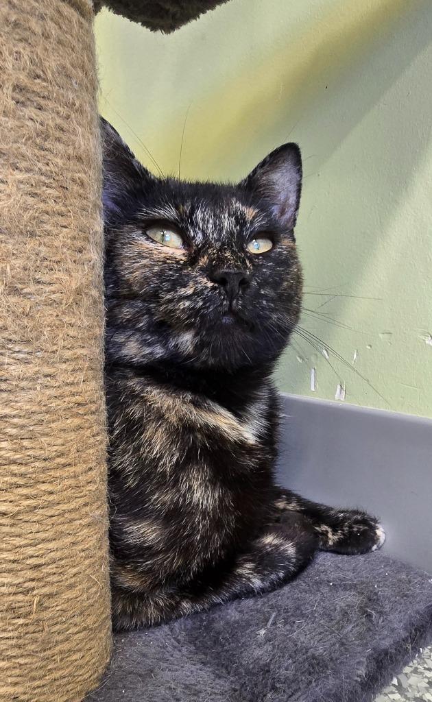 Sherrie, Adoptable, Adult Female Domestic Short Hair.