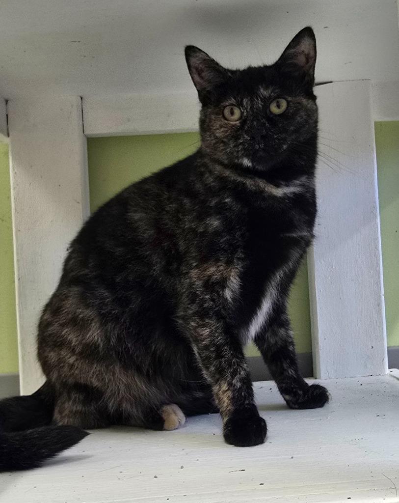 Enlarge Sherrie, a Adoptable mixed breed in Auburn, IN image 2/4