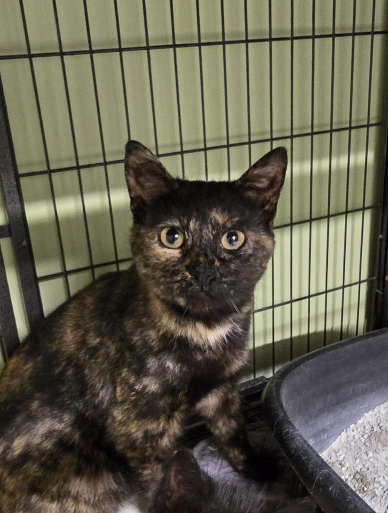Sherrie, a Adoptable mixed breed in Auburn, IN image 4/4