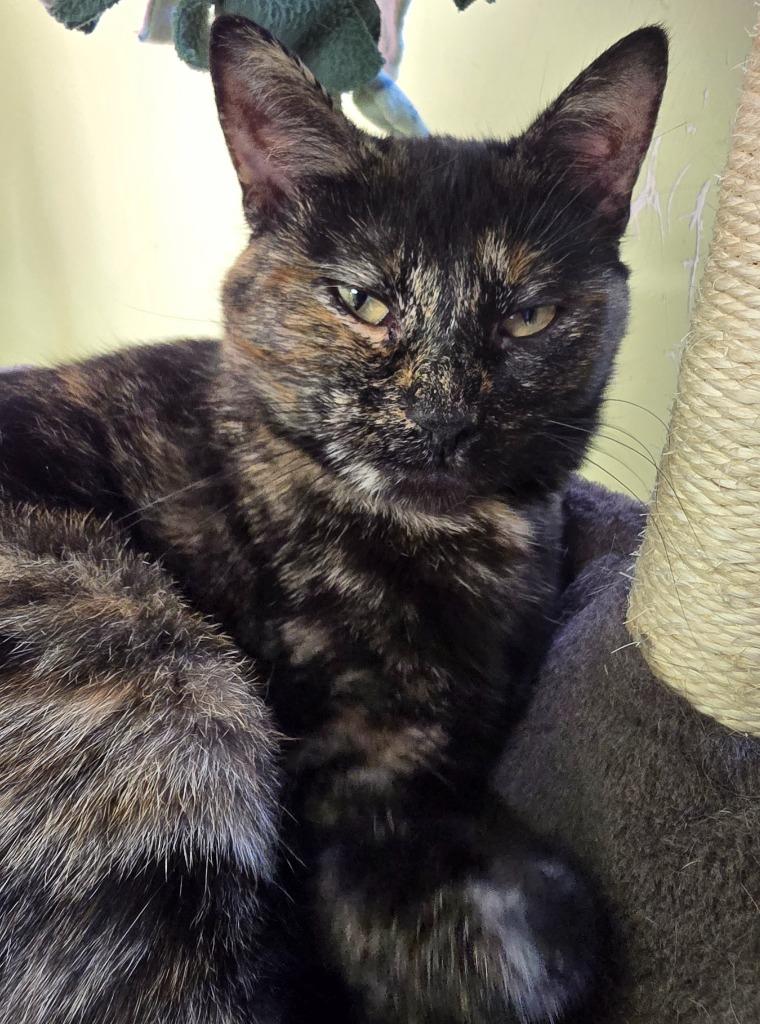 Enlarge Sherrie, a Adoptable mixed breed in Auburn, IN image 4/4