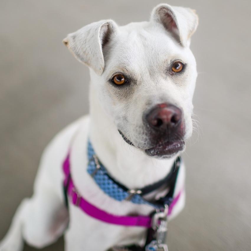 Eddie, Adoptable, Adult Male Boxer & Mixed Breed.