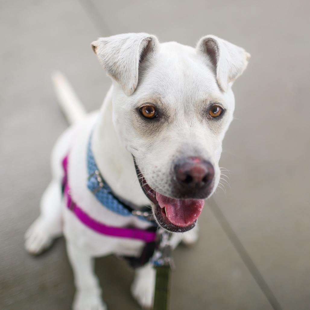 Eddie, a Adoptable mixed breed in Dover, NH image 2/4