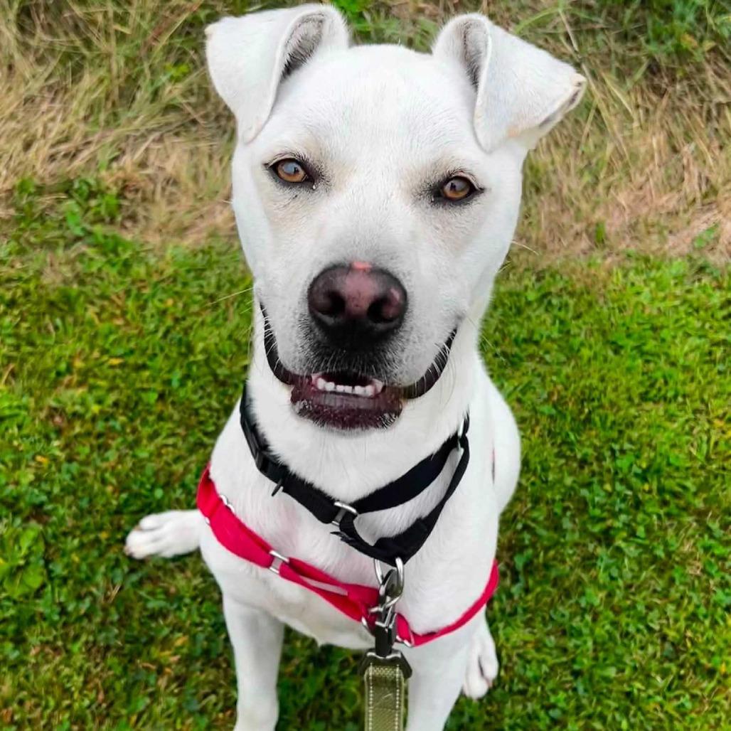 Enlarge Eddie, a Adoptable mixed breed in Dover, NH image 3/6