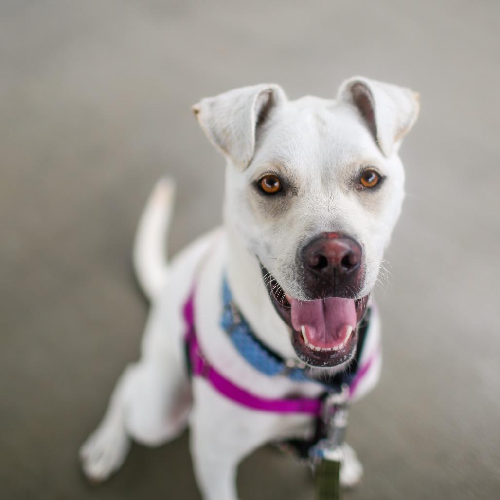 Eddie, a Adoptable mixed breed in Dover, NH image 3/4