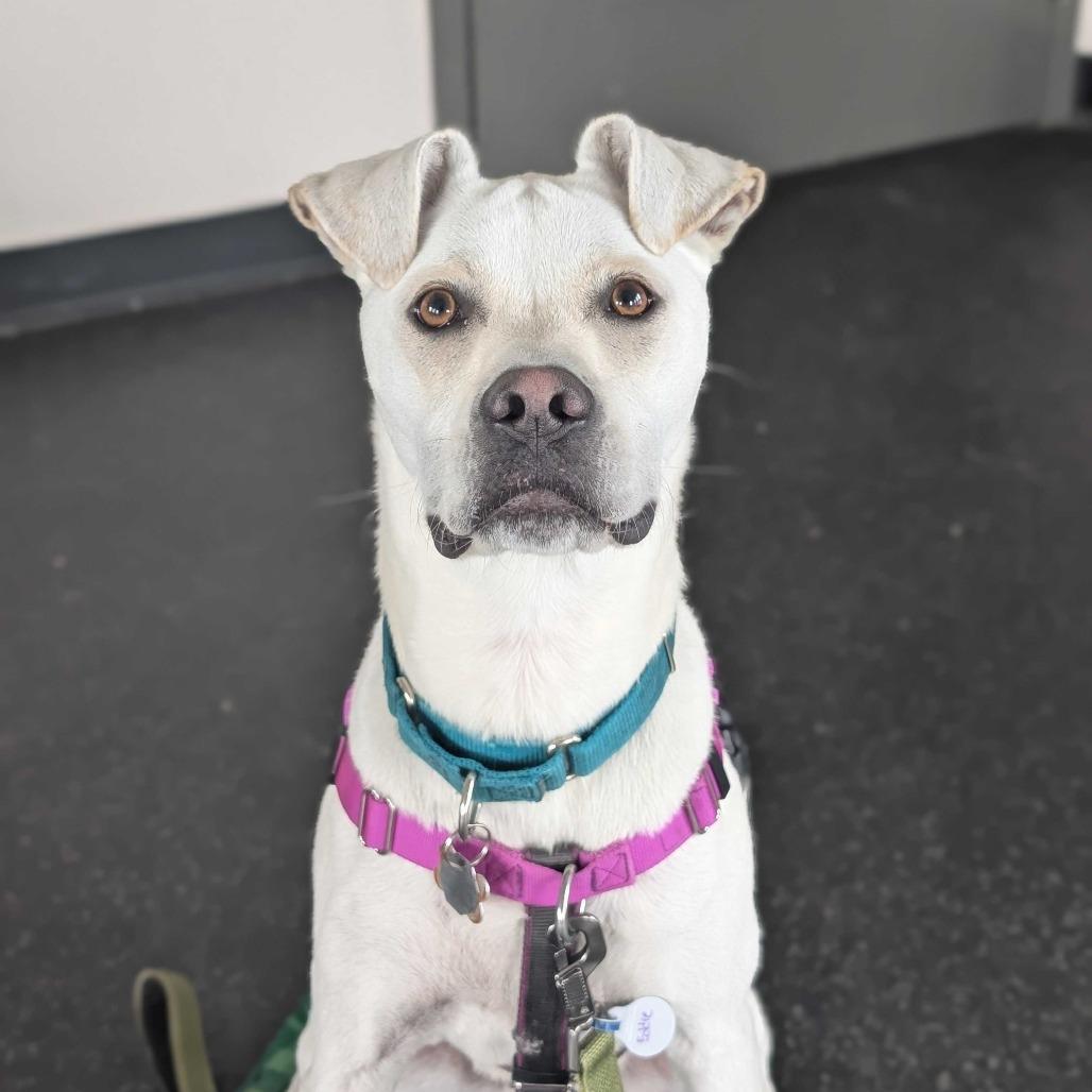 Eddie, a Adoptable mixed breed in Dover, NH image 4/4