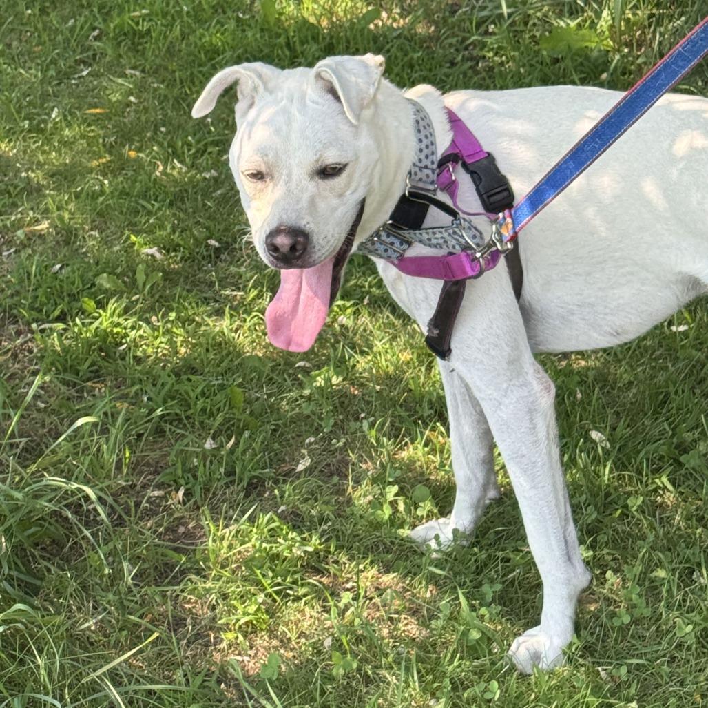 Enlarge Eddie, a Adoptable mixed breed in Dover, NH image 6/6