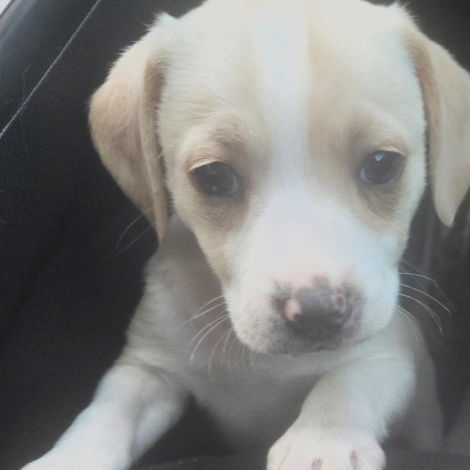 Enlarge Honey , a ADOPTABLE mixed breed in Waxhaw, NC image 1/1