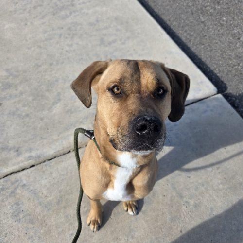 Oren, Adoptable, Adult Male Rhodesian Ridgeback & Labrador Retriever.