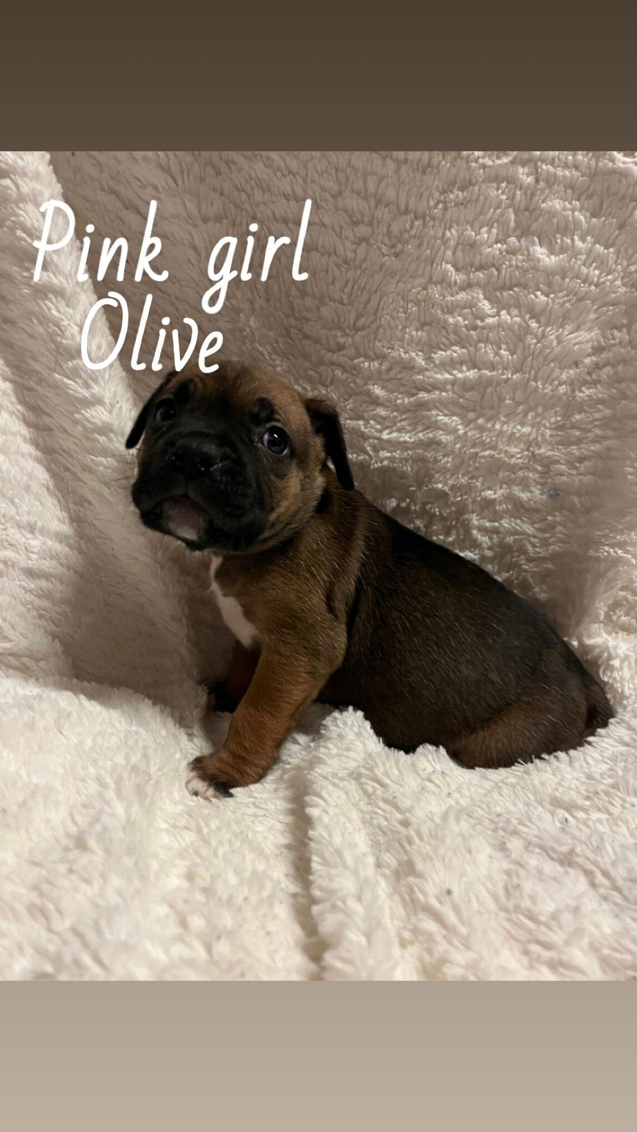 Olive - The Loyal-Tree Litter