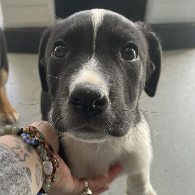 Enlarge ACE, an adopted Mixed Breed in Bishopville, SC image 1/1