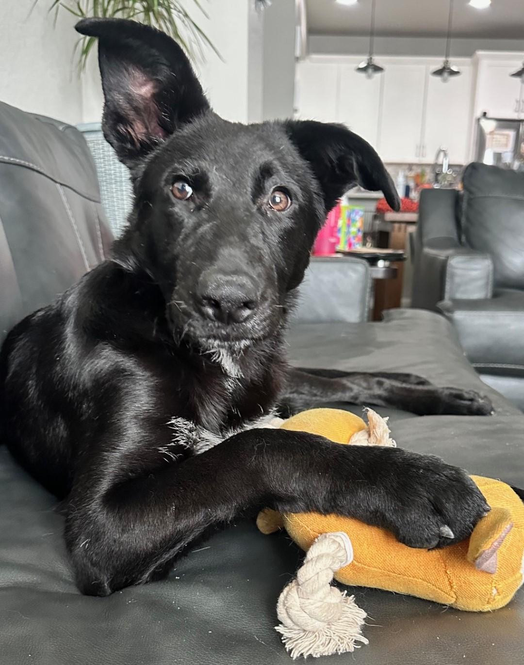 Roscoe, Adoptable, Puppy Male German Shepherd Dog.