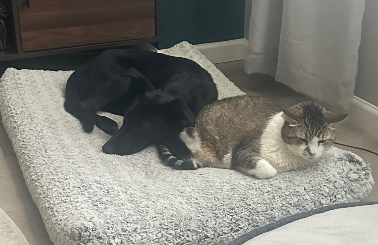 Enlarge Roscoe, a Adoptable mixed breed in Littleton, CO image 6/6