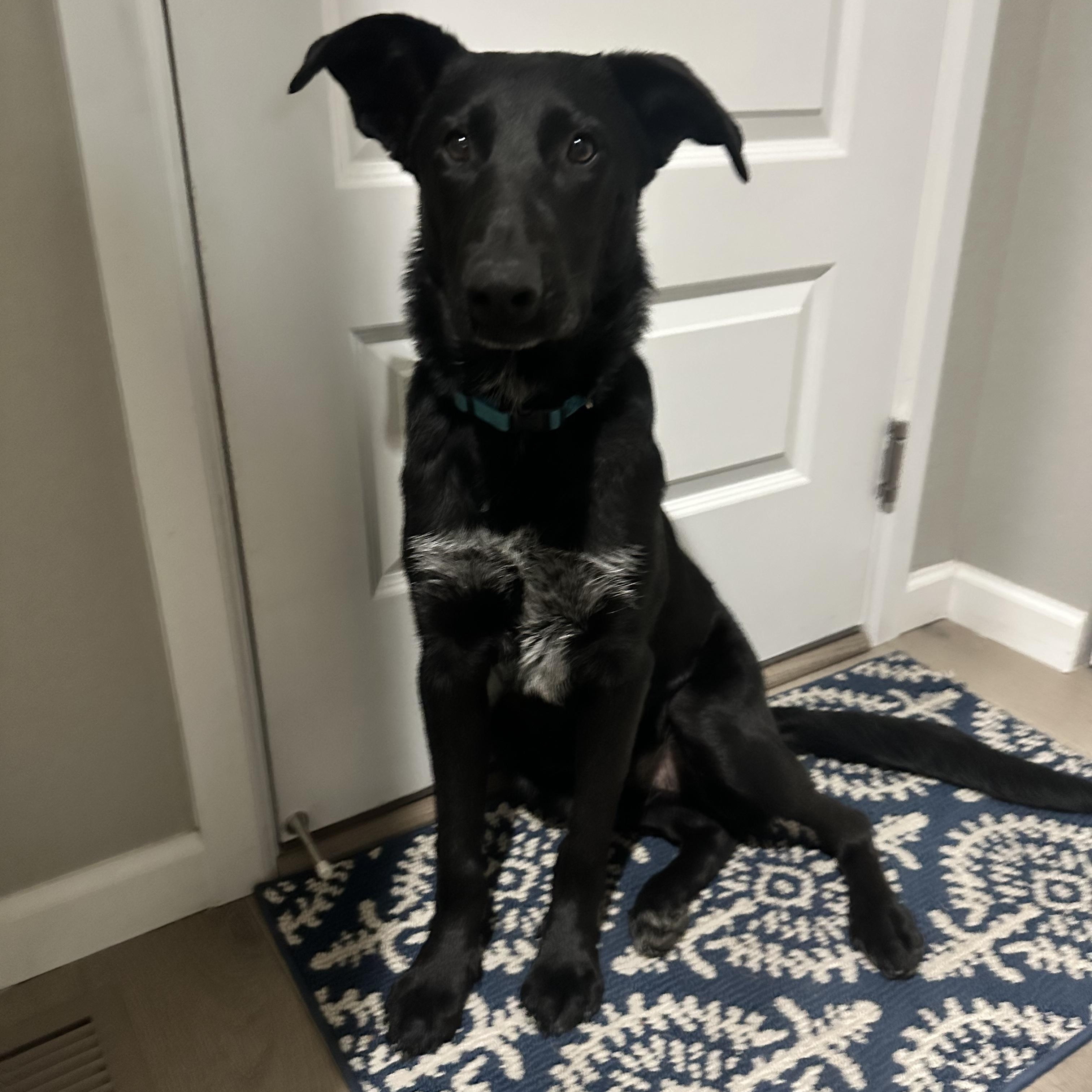 Enlarge Roscoe, a Adoptable mixed breed in Littleton, CO image 3/6