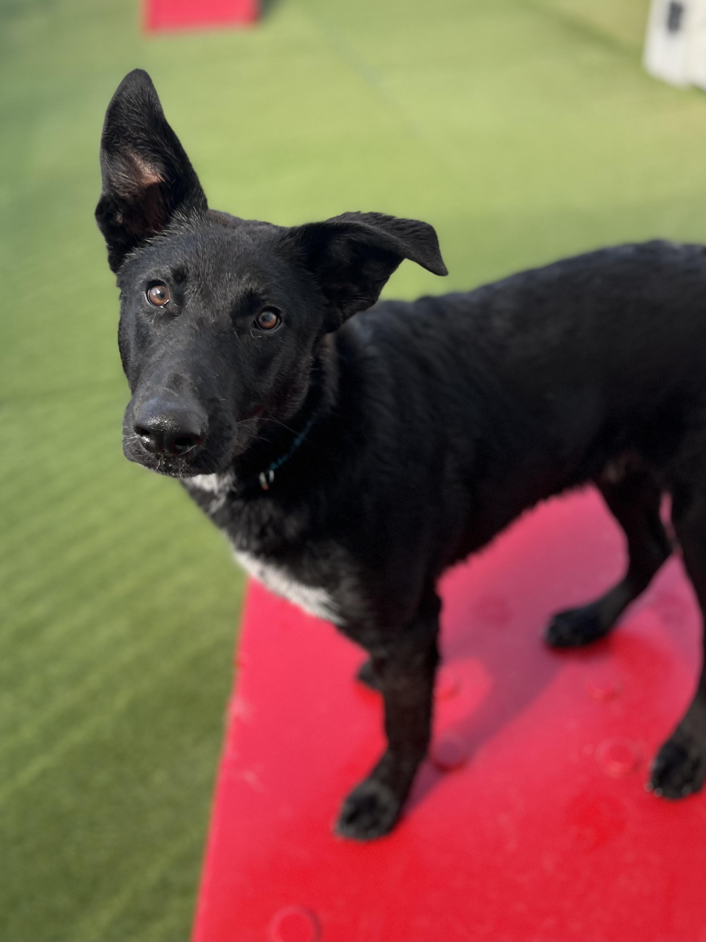 Enlarge Roscoe, a Adoptable mixed breed in Littleton, CO image 5/6
