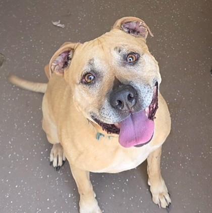 Gunner, Adoptable, Adult Male Retriever & Mixed Breed.