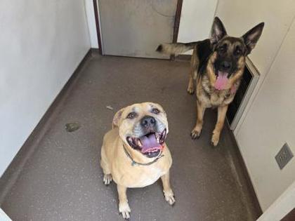 Gunner, a Adoptable mixed breed in South Bend, IN image 2/3