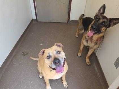 Gunner, a Adoptable mixed breed in South Bend, IN image 3/3