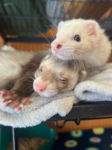 Enlarge Freya, an adopted Ferret in Madison, WI image 1/2
