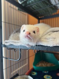 Enlarge Freya, an adopted Ferret in Madison, WI image 2/2
