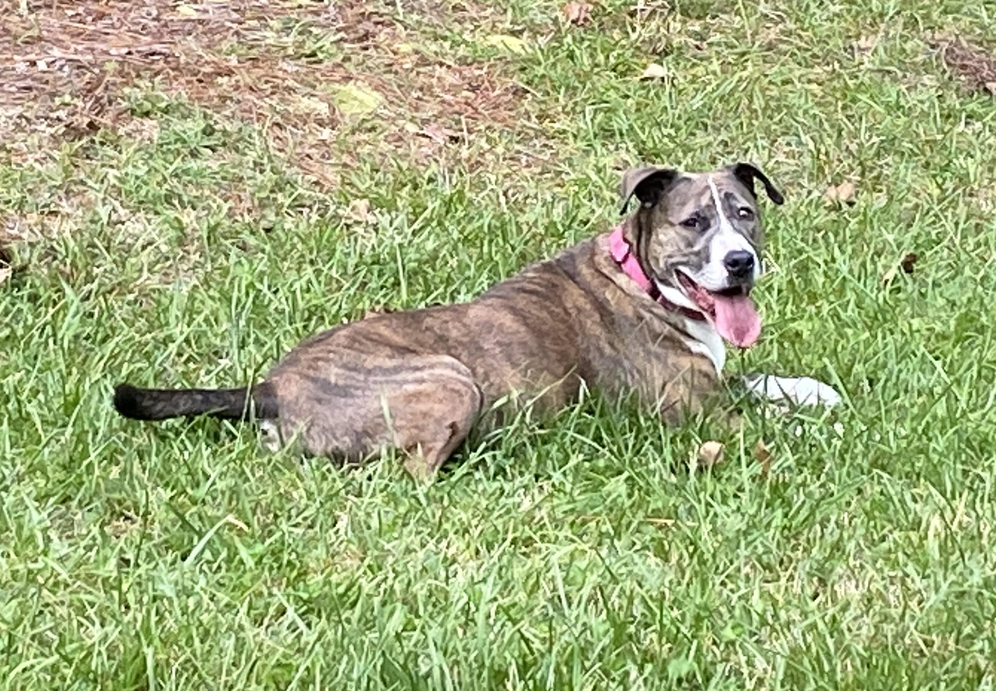 Xena, an adoptable American Staffordshire Terrier, Boxer in Sanford, NC, 27331 | Photo Image 5
