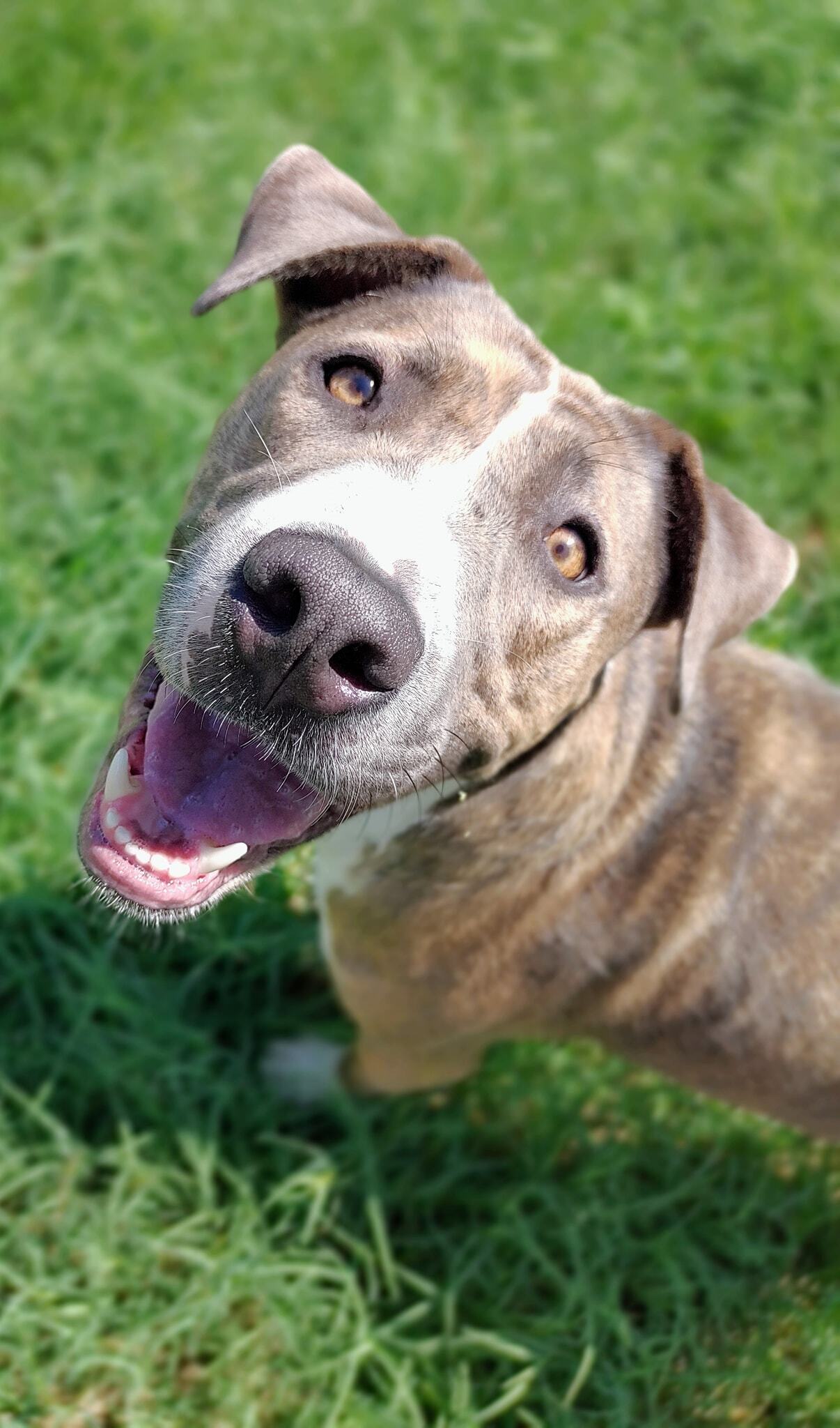 Xena, a Adoptable mixed breed in Sanford, NC image 1/6