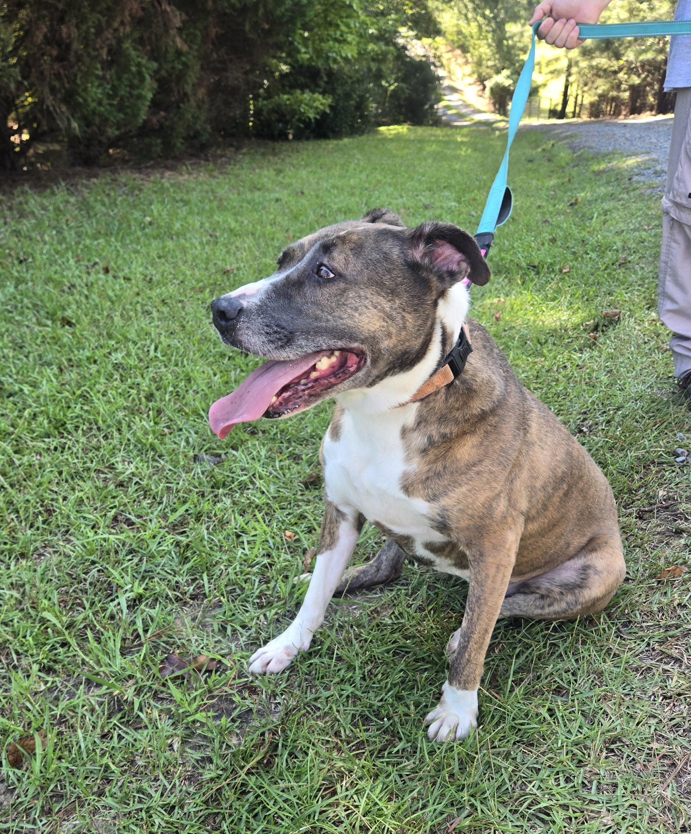 Enlarge Xena, a Adoptable mixed breed in Sanford, NC image 6/6