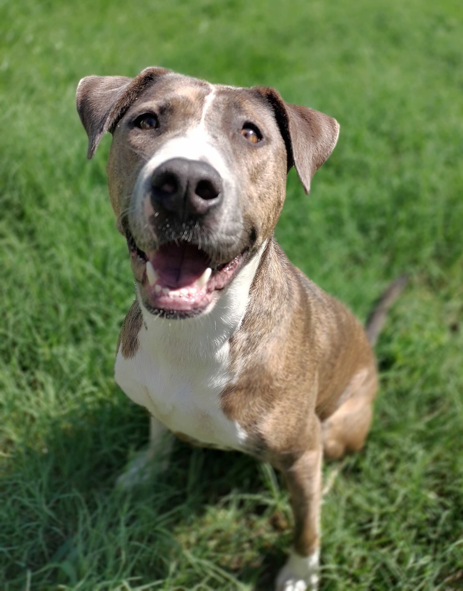 Xena, Adoptable, Adult Female American Staffordshire Terrier & Boxer.