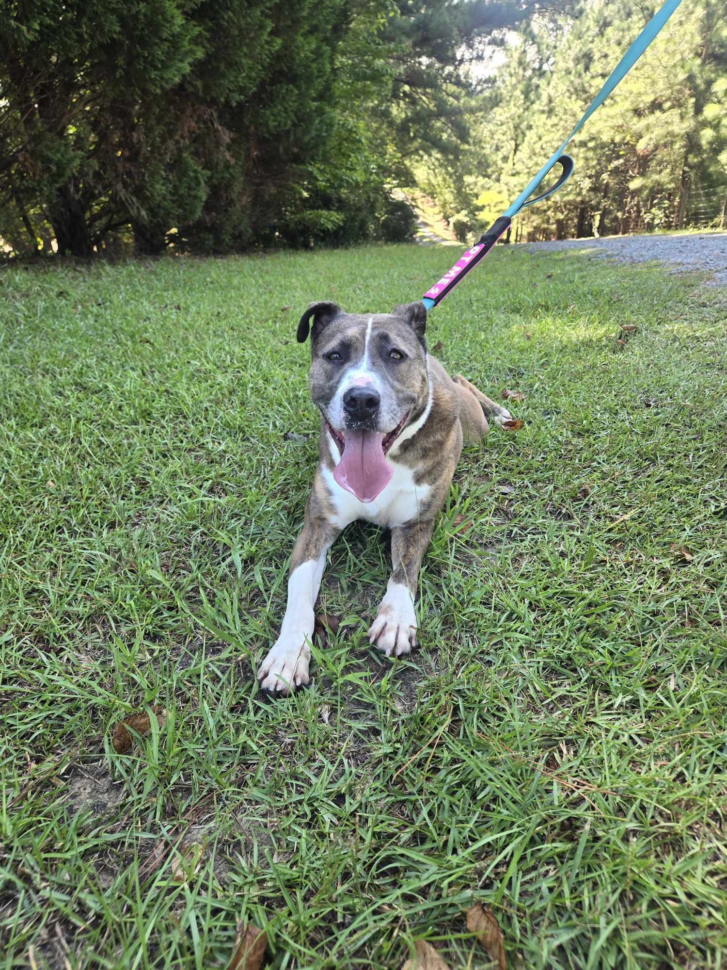 Xena, a Adoptable mixed breed in Sanford, NC image 3/6