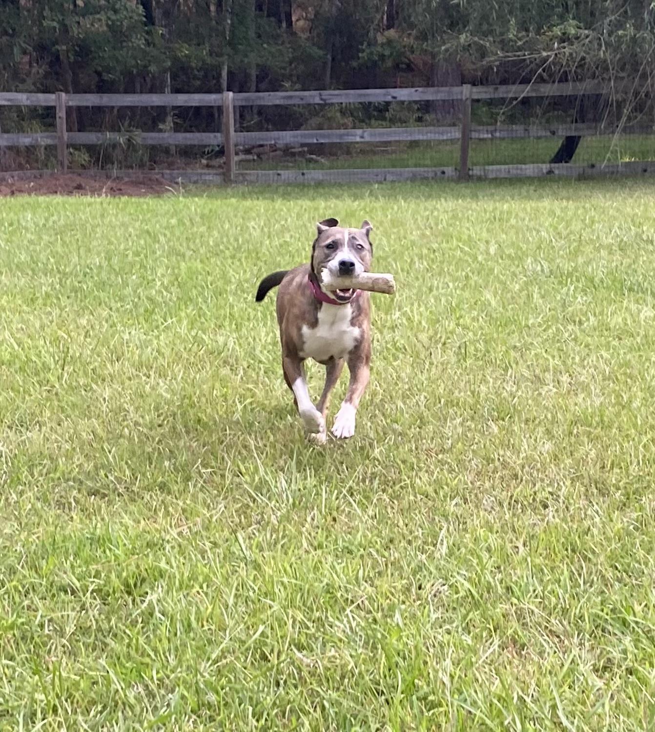 Xena, an adoptable American Staffordshire Terrier, Boxer in Sanford, NC, 27331 | Photo Image 4