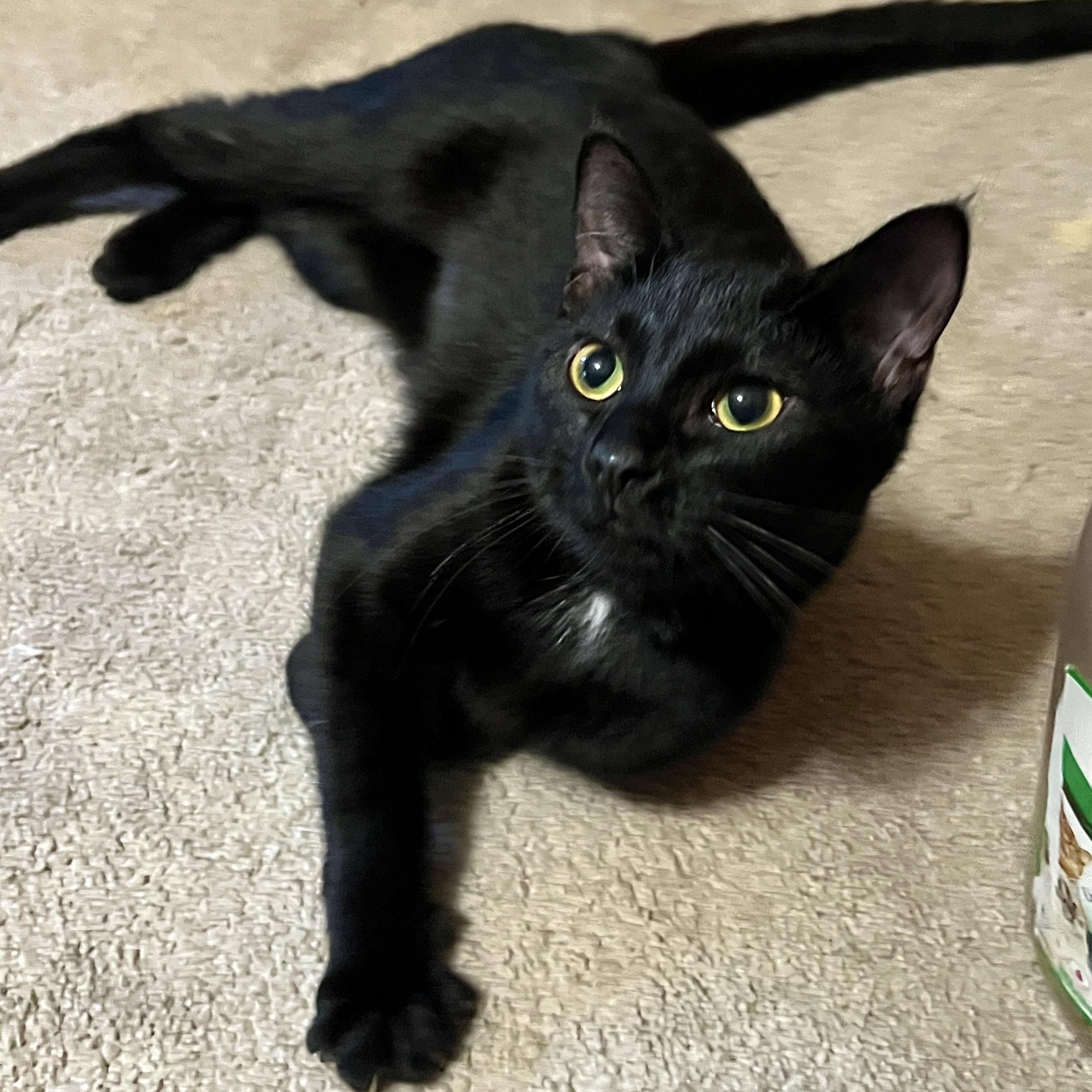 Enlarge Buttercup, a Adopted Domestic Short Hair in Andover, CT image 1/6
