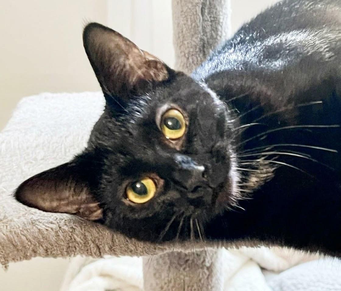 Enlarge Buttercup, a Adopted Domestic Short Hair in Andover, CT image 2/6