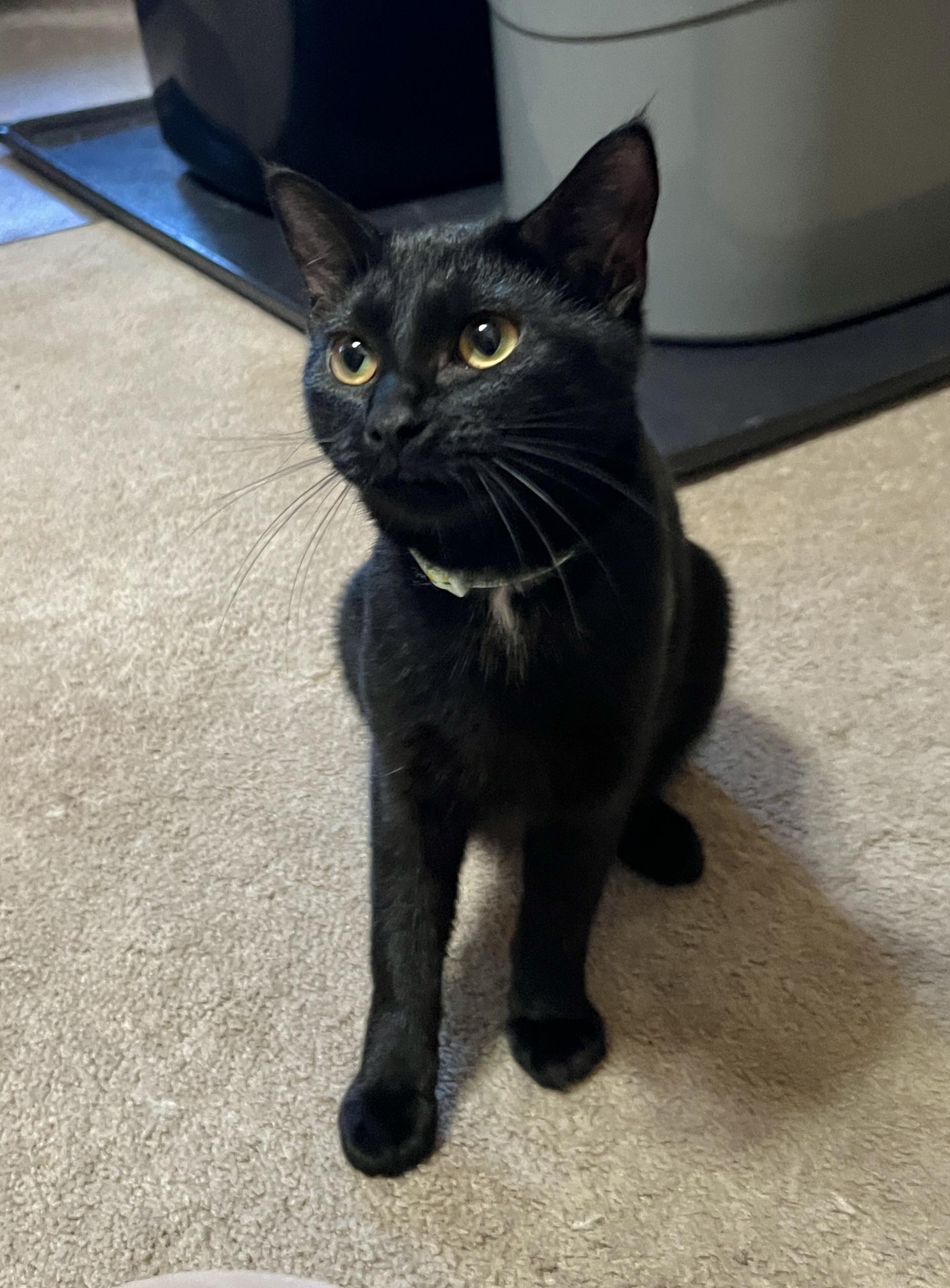 Enlarge Buttercup, a Adopted Domestic Short Hair in Andover, CT image 6/6