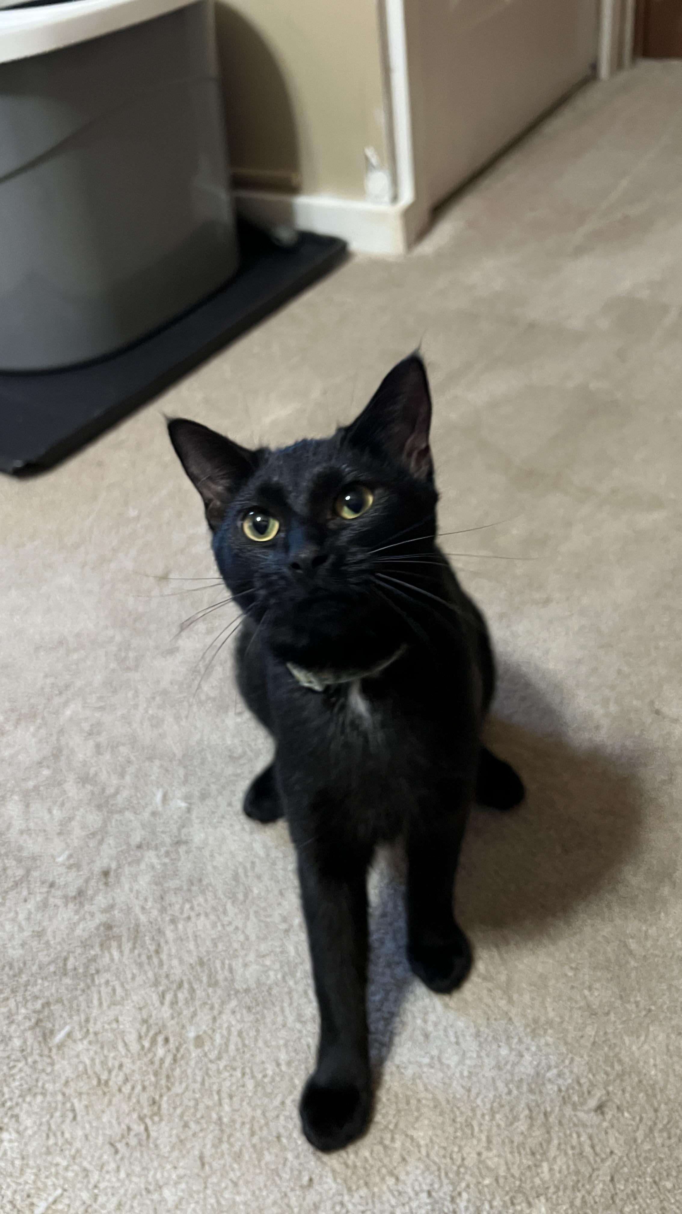 Enlarge Buttercup, a Adopted Domestic Short Hair in Andover, CT image 5/6