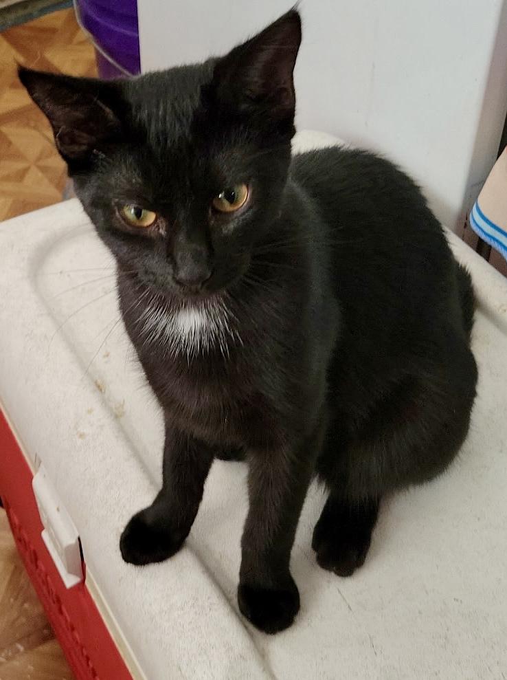 Enlarge Buttercup, a Adopted Domestic Short Hair in Andover, CT image 3/6