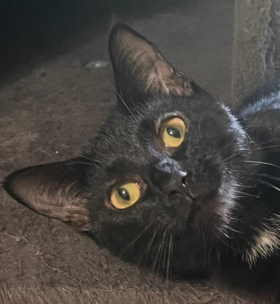 Enlarge Buttercup, a Adopted Domestic Short Hair in Andover, CT image 4/6