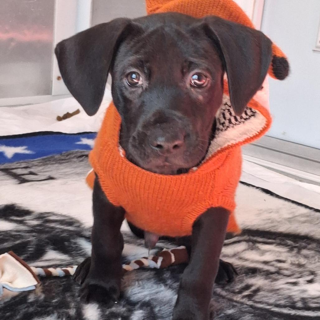 Gumbo, Adoptable, Puppy Male Catahoula Leopard Dog & Black Labrador Retriever.