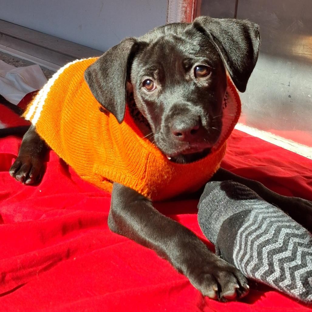 Enlarge Gumbo, a Adoptable mixed breed in Freeport, FL image 2/4