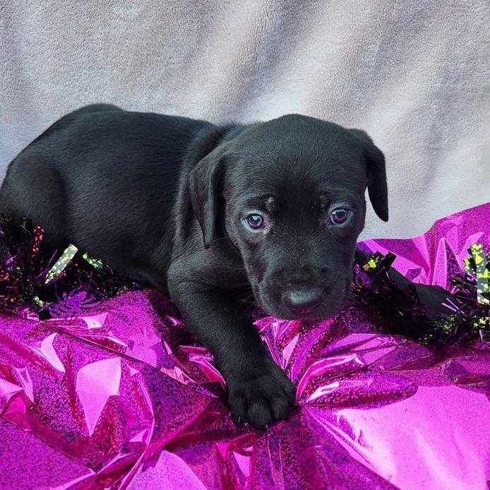 Enlarge Gumbo, a Adoptable mixed breed in Freeport, FL image 3/4