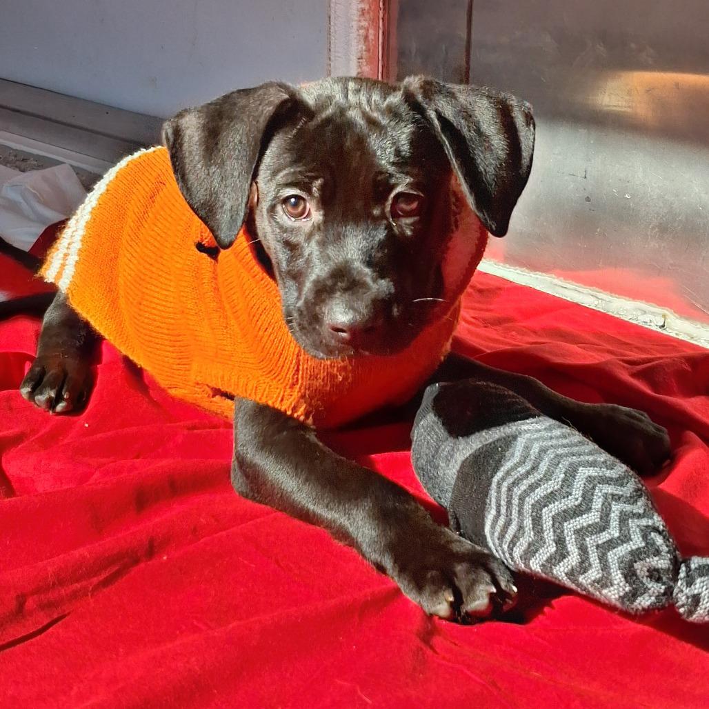 Enlarge Gumbo, a Adoptable mixed breed in Freeport, FL image 4/4