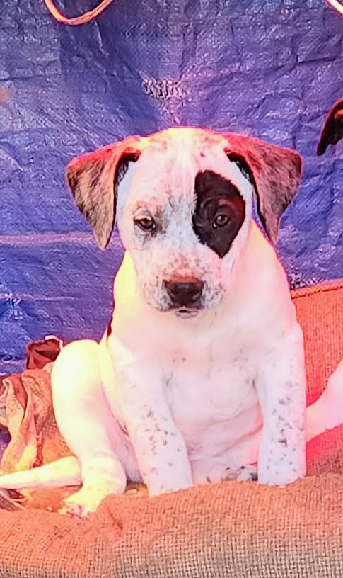 Diego, adopted, Puppy Male Australian Cattle Dog / Blue Heeler.