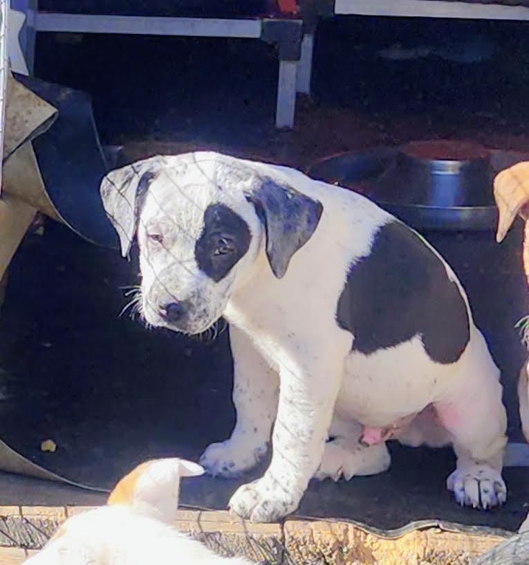 Enlarge Diego, an adopted Australian Cattle Dog / Blue Heeler in Manchester, CT image 2/3