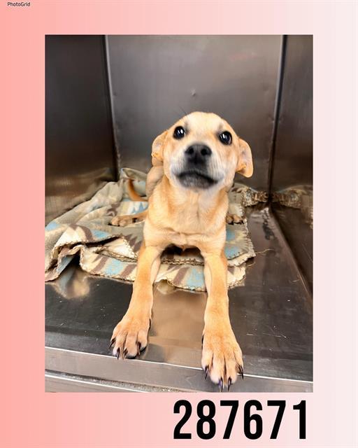 POPPY, Adoptable, Young Female Mixed Breed.