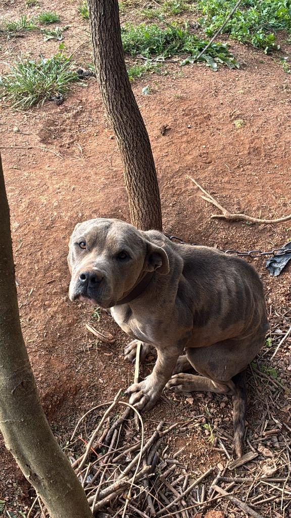 ZOE, Adoptable, Young Female Mixed Breed.