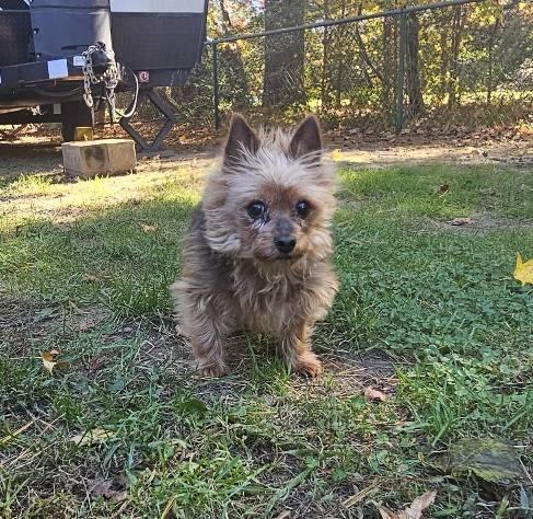 Penny, a Adoptable Yorkshire Terrier in Leonardtown, MD image 1/3