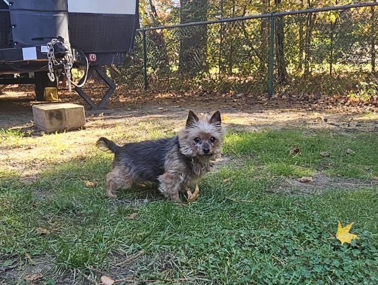 Penny, a Adoptable Yorkshire Terrier in Leonardtown, MD image 2/3