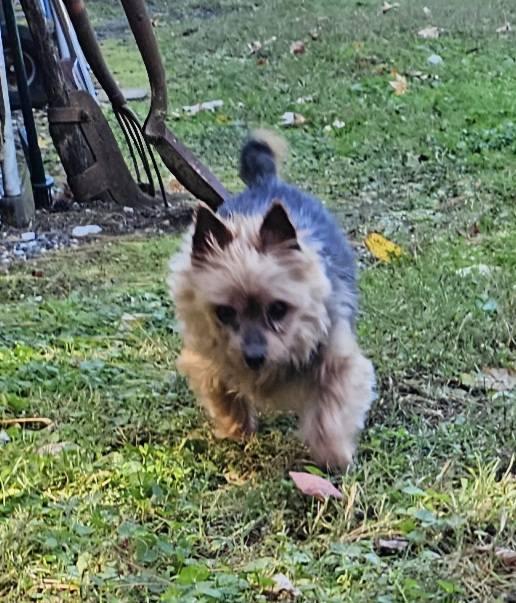 Penny, a Adoptable Yorkshire Terrier in Leonardtown, MD image 3/3