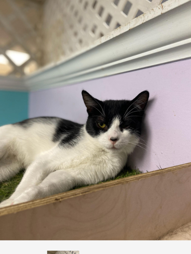 Summer, Adoptable, Young Female Domestic Short Hair.