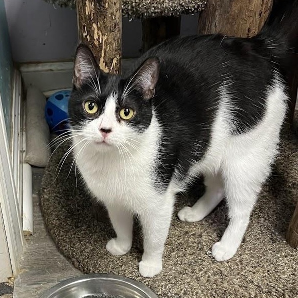 Summer, Adoptable, Young Female Domestic Short Hair.