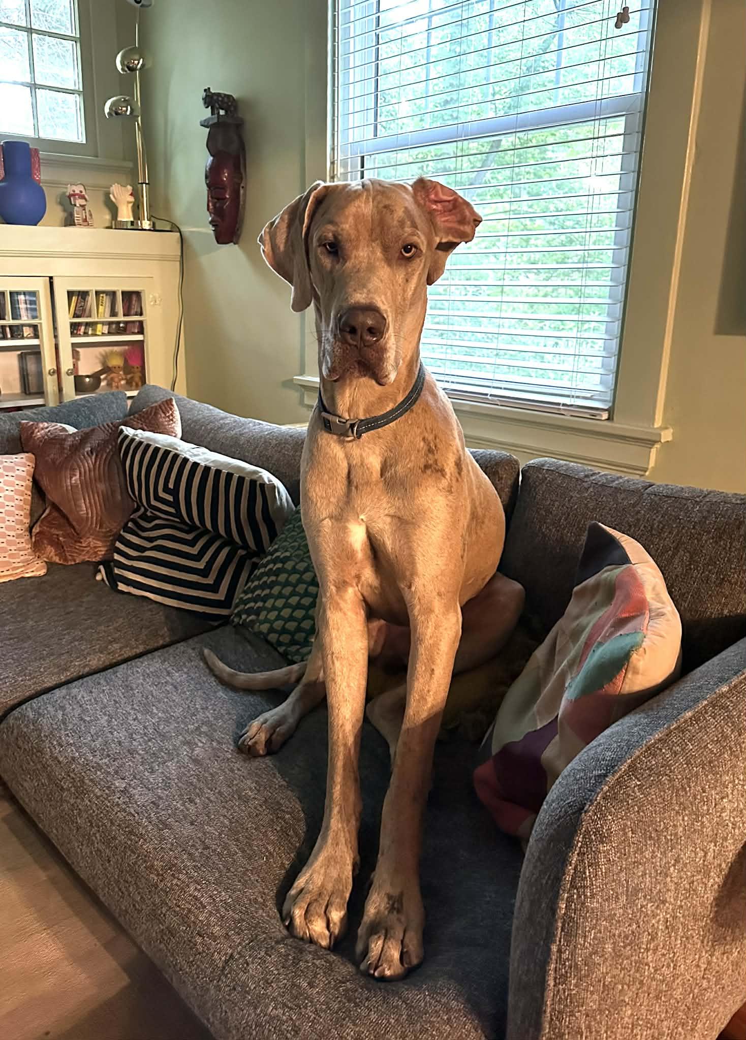 Enlarge Goofy, a ADOPTABLE Great Dane in Richmond, VA image 4/6